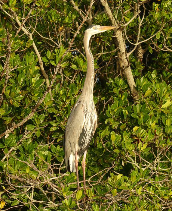 Click to See Next Image